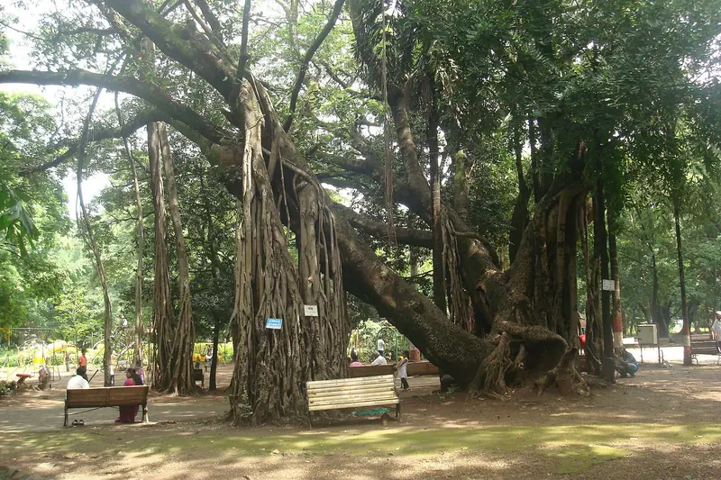 Benches under the old banyan at Empress Garden, Pune